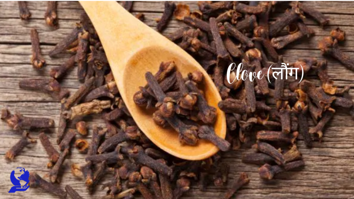 लौंग खाने से मजबूत होती है इम्यूनिटी (All About Clove (Laung) in Hindi