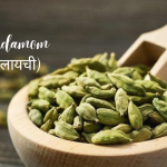 Elaichi (Cardamom)