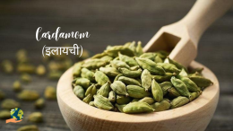 Elaichi (Cardamom) Benefits, Side Effects:अलग-अलग समय पर इलायची खाने के फायदे in Hindi