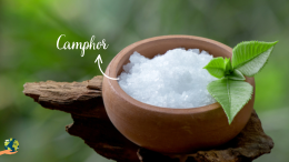 Camphor: पूजा के लिए ही नहीं बल्कि स्वास्थ्य के लिए भी उपयोगी होता है कपूर