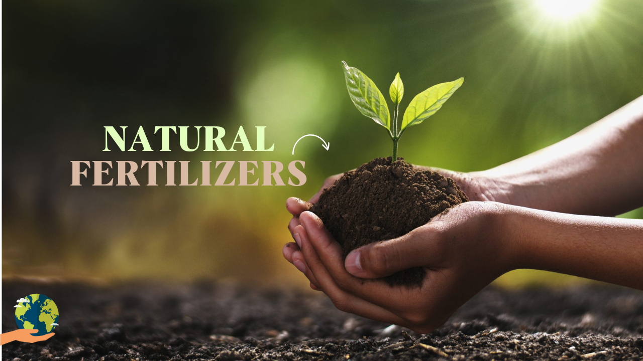 Natural Fertilizers: किचन वेस्ट से इस तरह बनाएं खाद, फल-फूल से लद जाएंगे पौधे