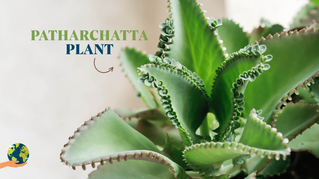 पत्थरचट्टा (Stone Breaker): पथरी केअलावा इन बीमारियों के लिए भी राम बाण है